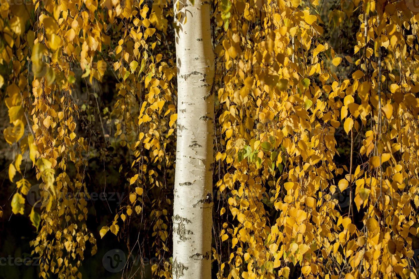 bomen in de kleuren van de herfst foto