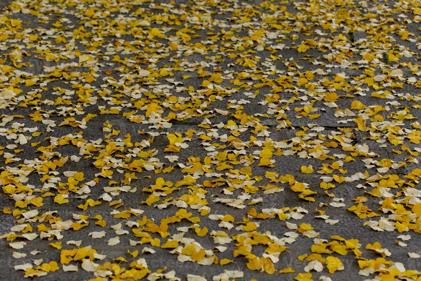 herfstbladeren op de grond foto