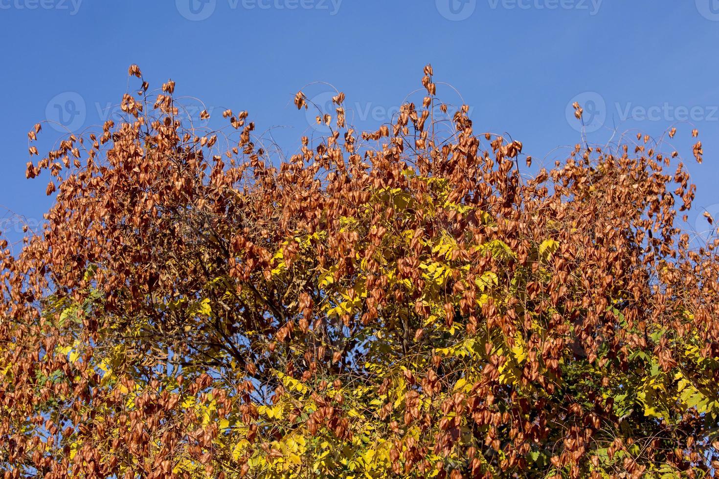 bomen in de kleuren van de herfst foto