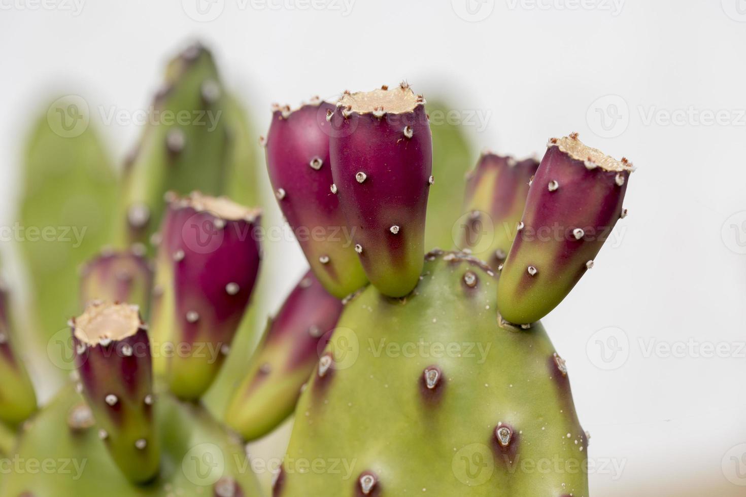 cactus in detail, portugal foto