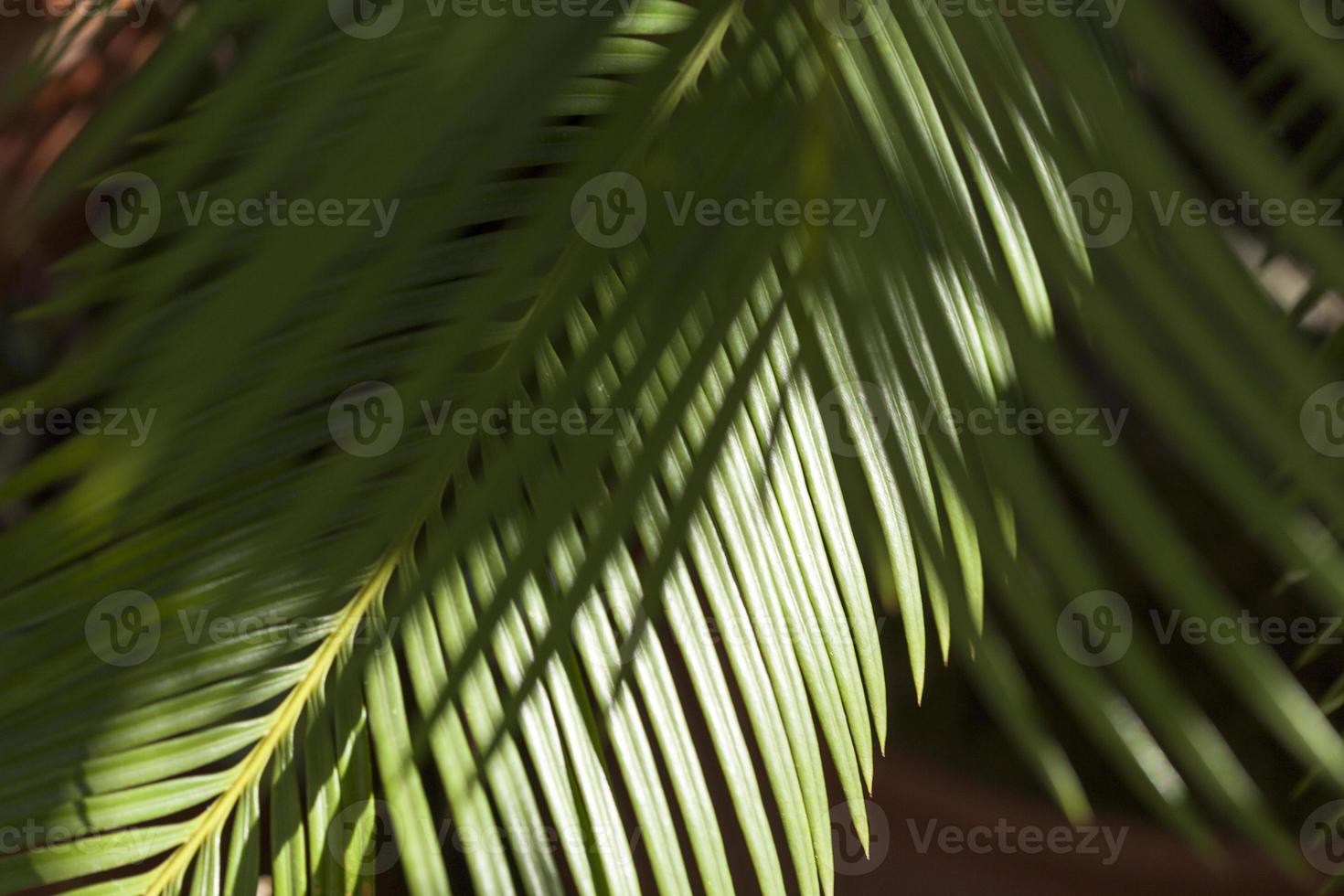 palmbladeren in een terrastuin in madrid, spanje foto