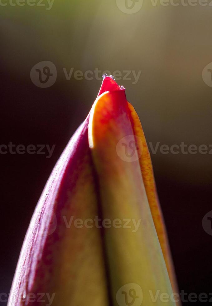 tulp bloemen in bloei proces, madrid spanje foto