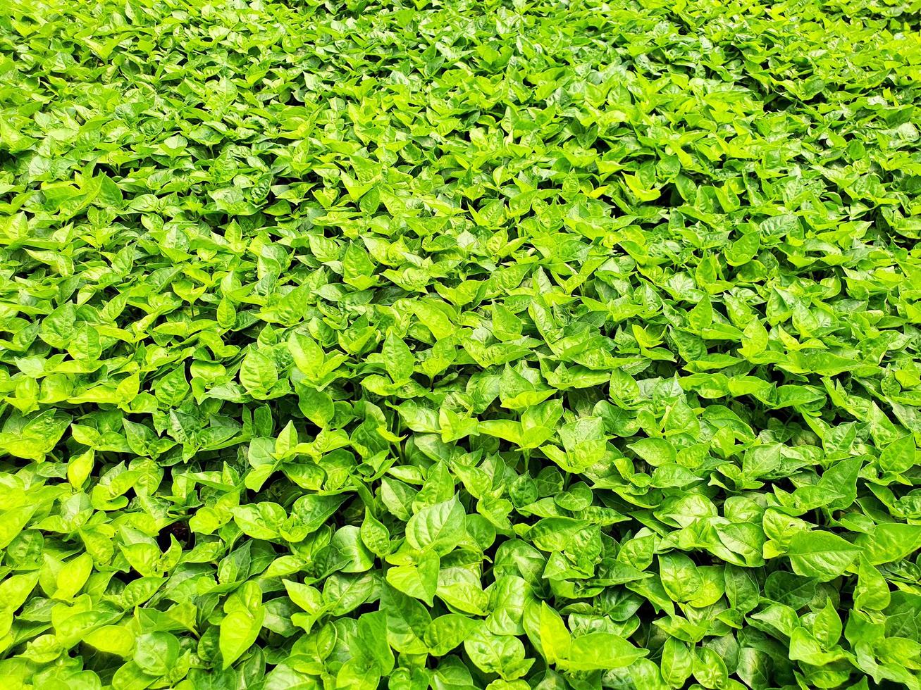 close-up van salade groenteplantage in een kas in een biologische boerderij foto