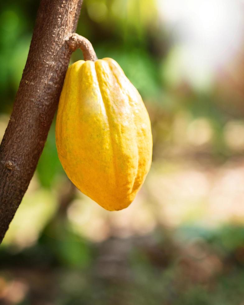 cacaoboom met cacaobonen in een biologische boerderij foto