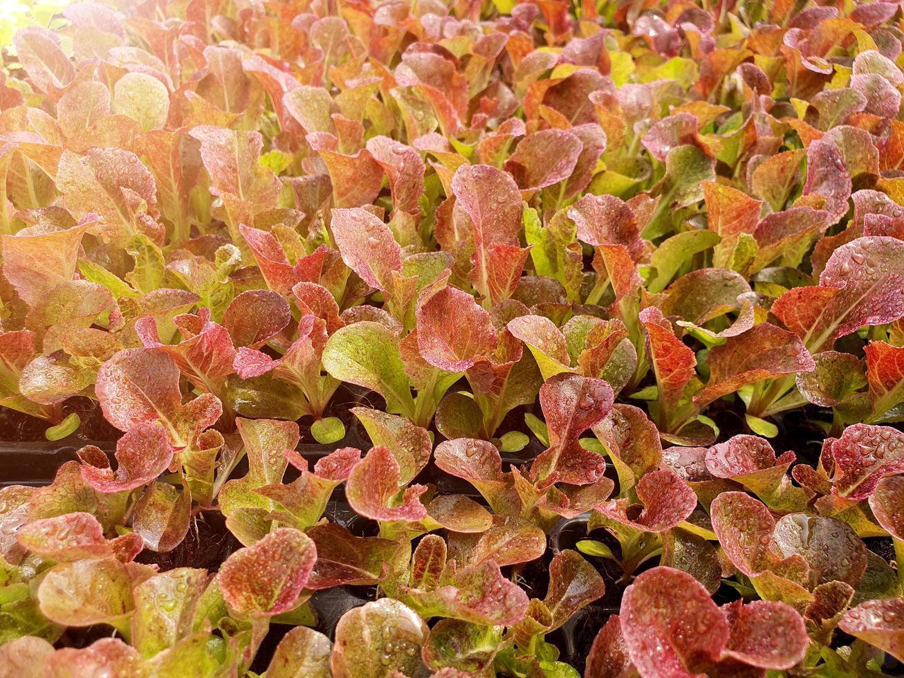 close-up van salade groenteplantage in een kas in een biologische boerderij foto