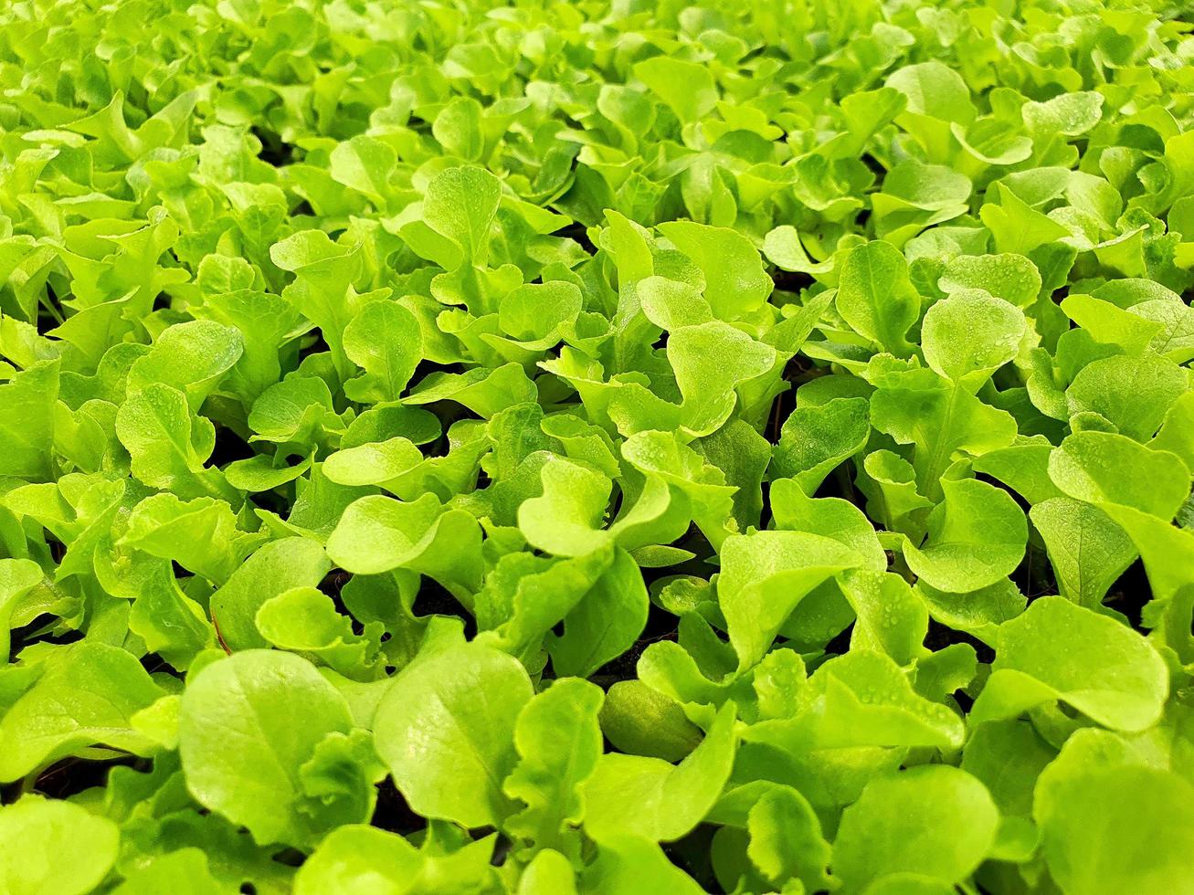 close-up van salade groenteplantage in een kas in een biologische boerderij foto