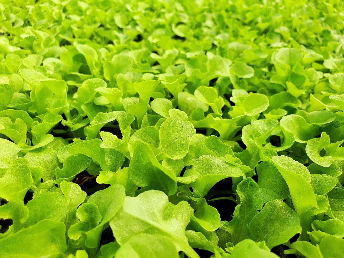 close-up van salade groenteplantage in een kas in een biologische boerderij foto