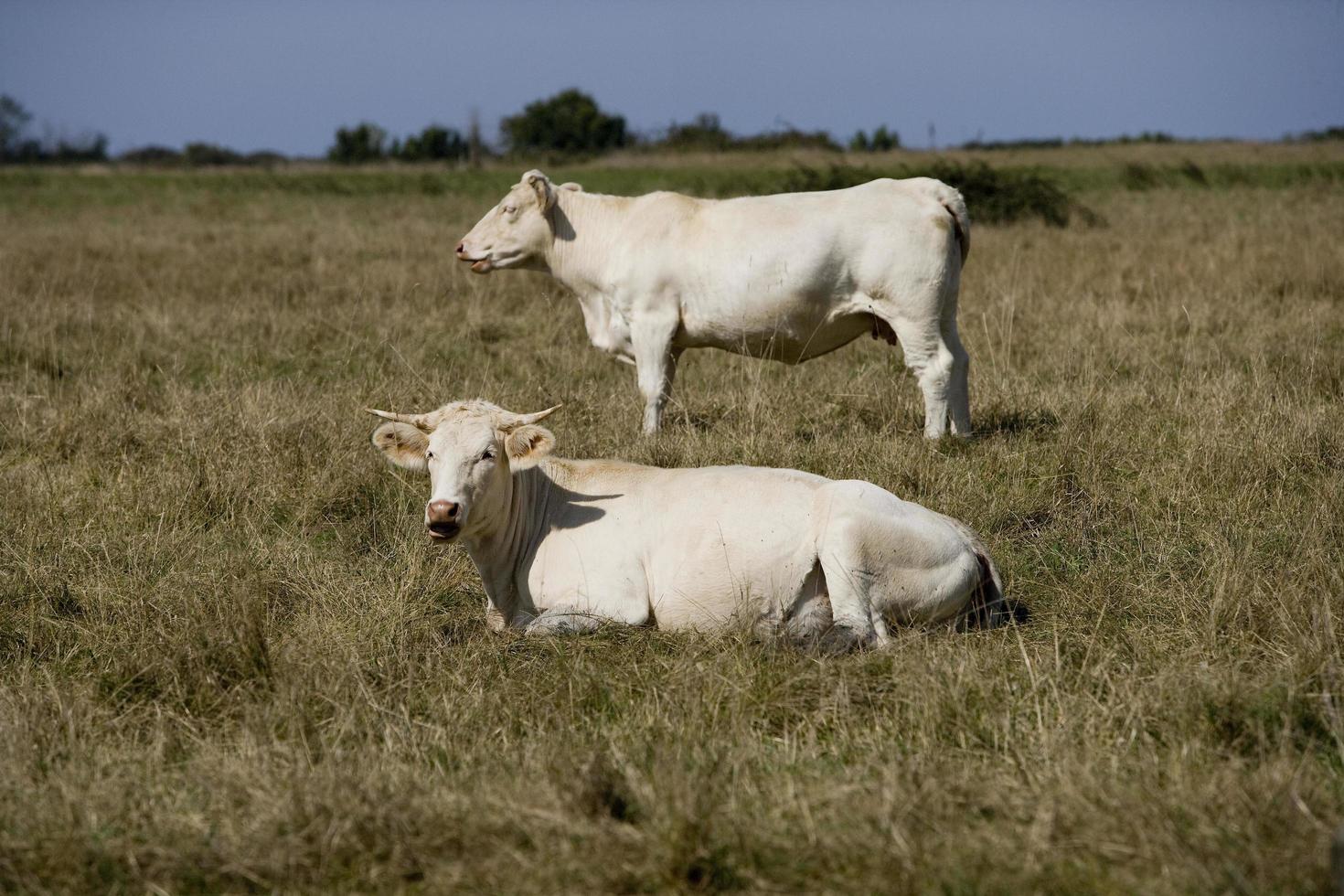 kudde charentaise koeien, frankrijk foto