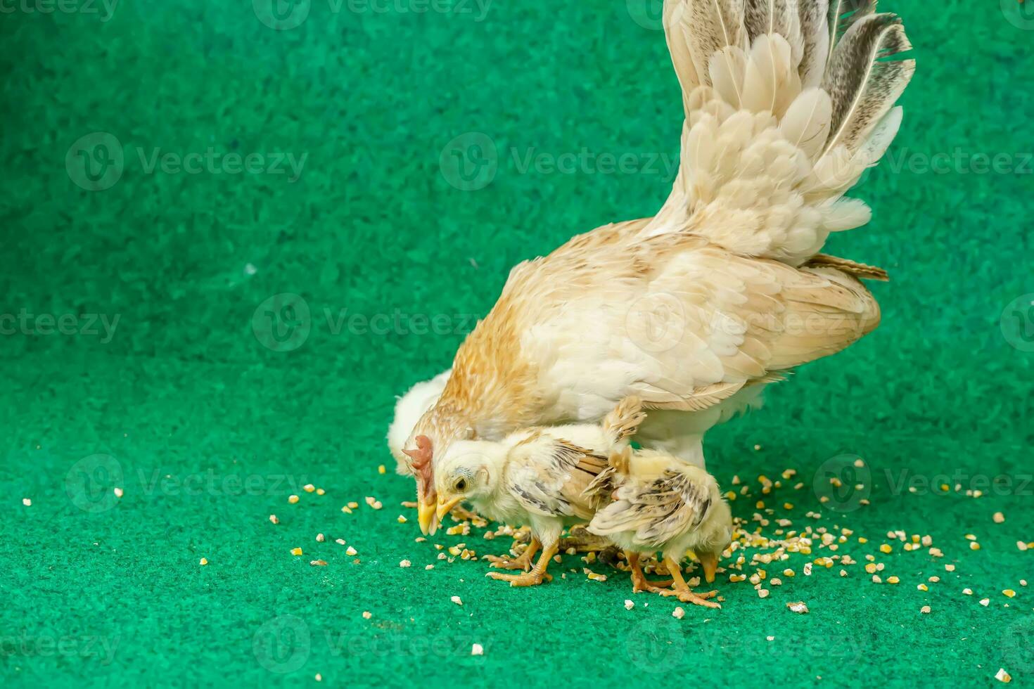 kippen en kuikens foto