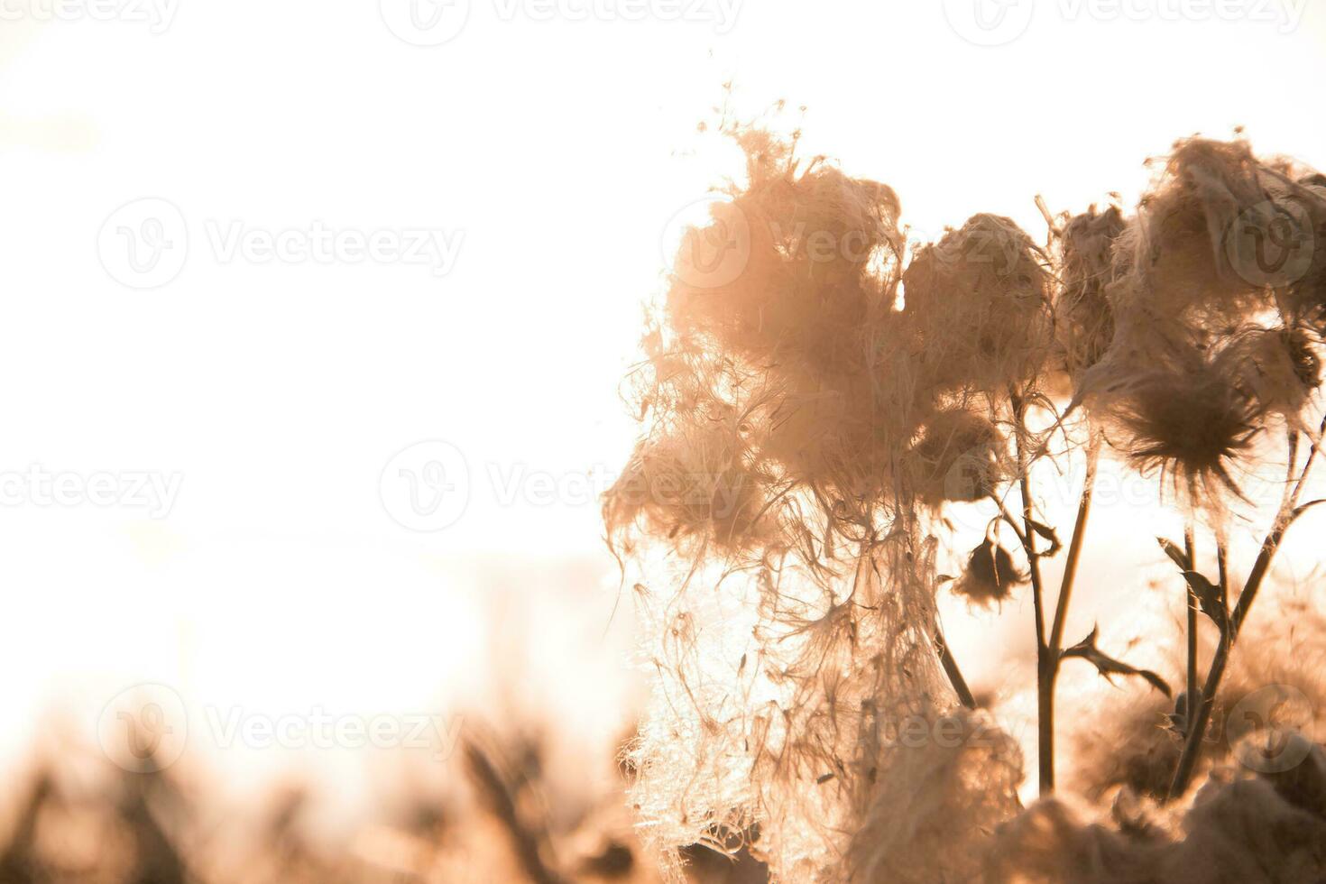 droog bruin planten Aan een wit achtergrond. mooi twijgen voor een ansichtkaart of poster. foto