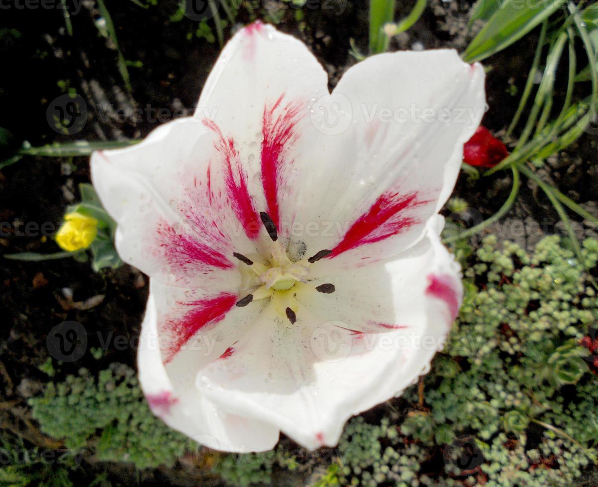 bloeiende rode bloemtulp met groene bladeren, levende natuur foto