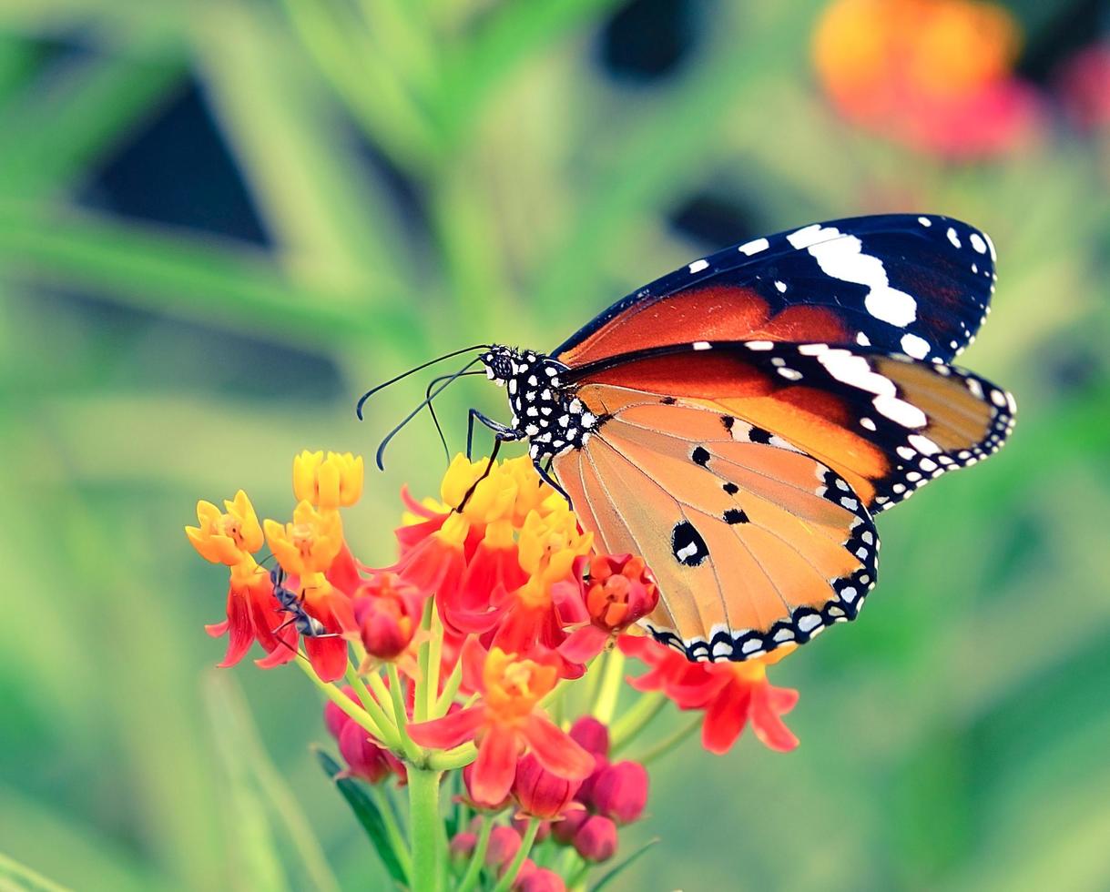 vlinder op oranje bloem foto