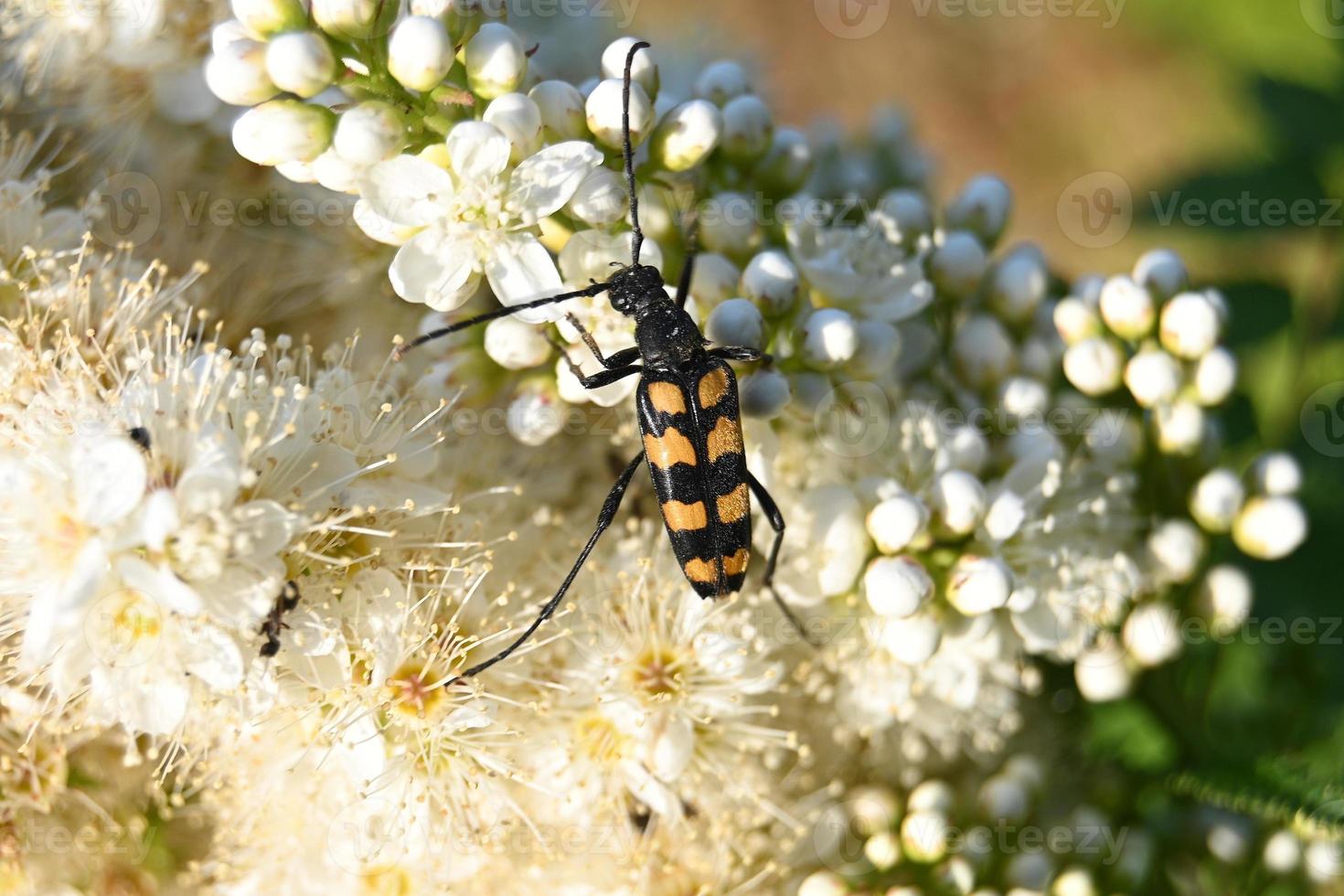 een kleine gestreepte kever kruipt op witte bloemen foto