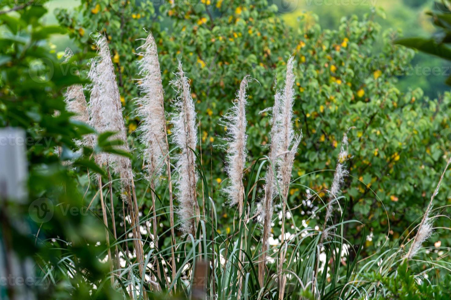 pampas plant ik ben zomer foto