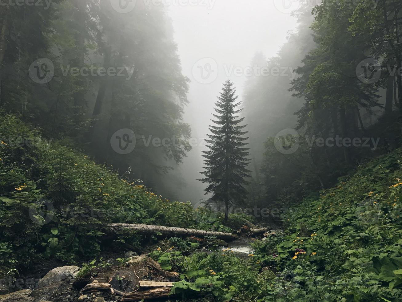 prachtig bos van de bergen van de Kaukasus in mist. Rusland foto