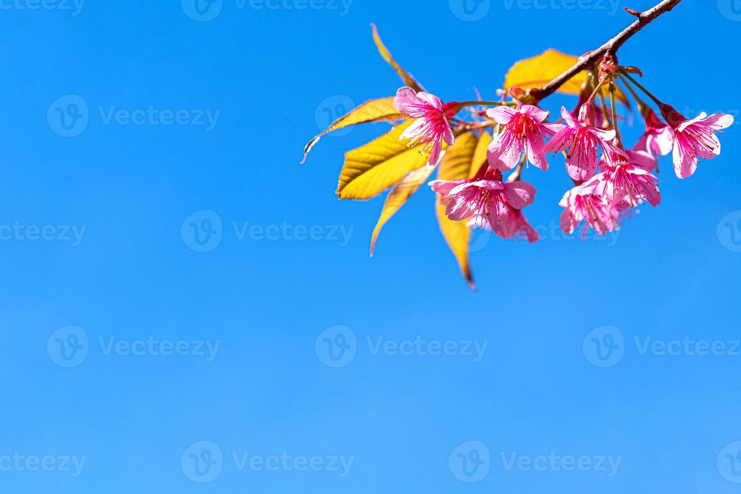 bloesem van wilde Himalaya kers, prunus cerasoides of gigantische tijgerbloem op blauwe lucht. foto