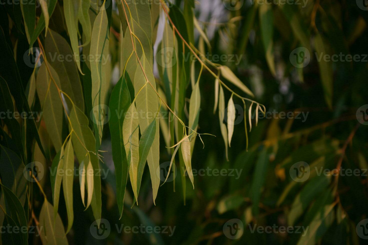 eucalyptus bladeren. tak eucalyptus boom natuur achtergrond foto
