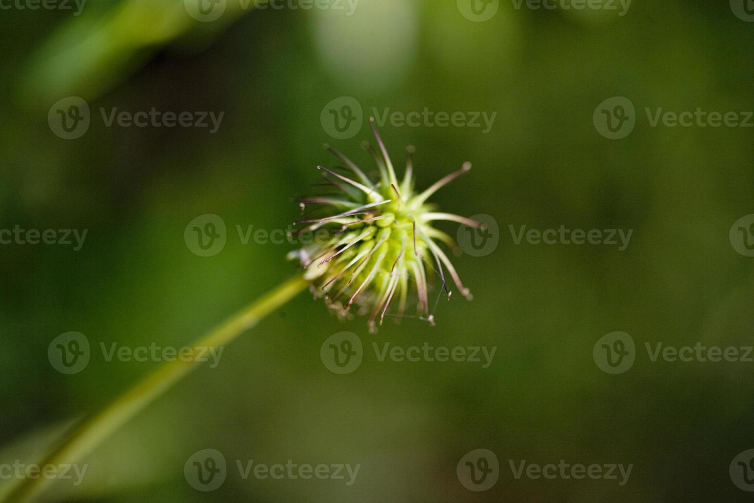 wilde planten bloemen in de tuin, veel provincie, frankrijk foto