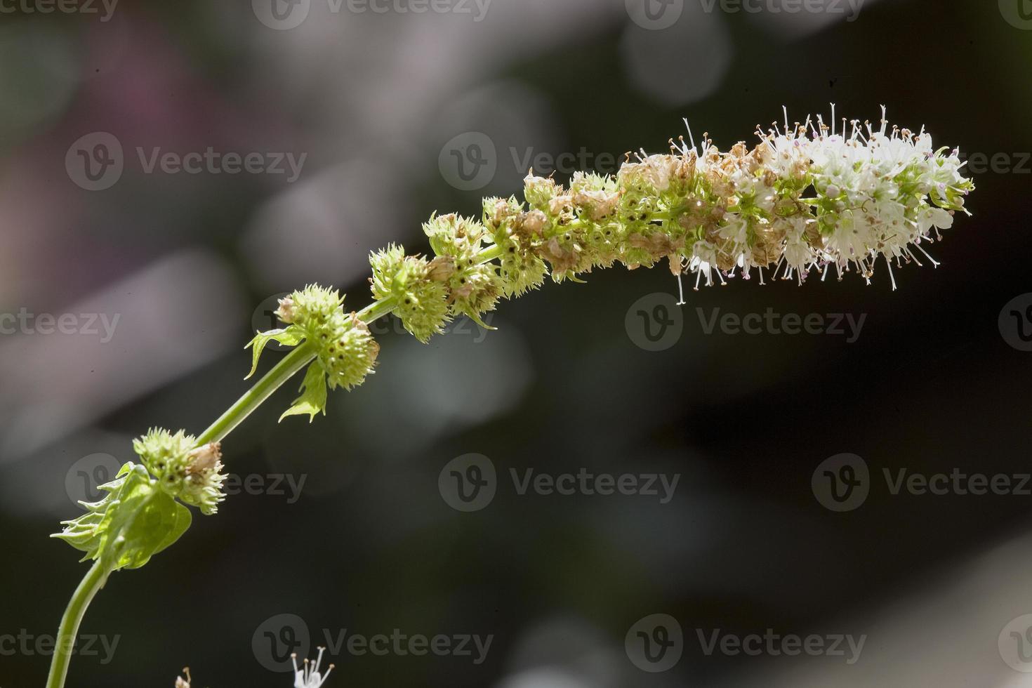kleine wilde en sierlijke plant in madrid spanje foto