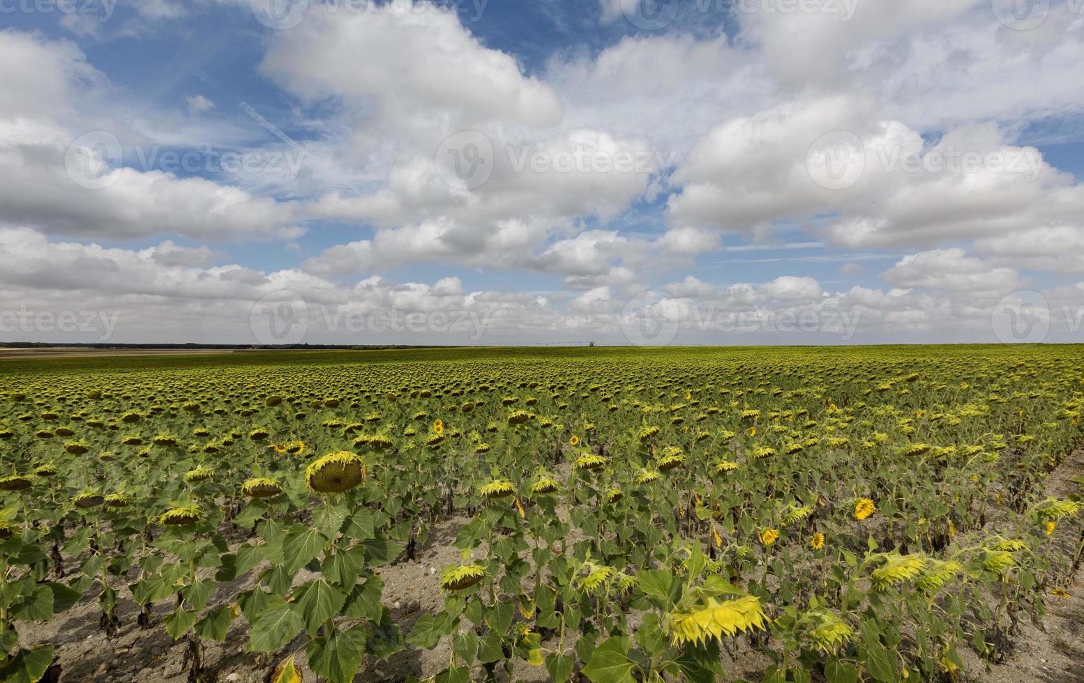 veld met zonnebloemen in de provincie valladolid, castilla y leon, spanje foto