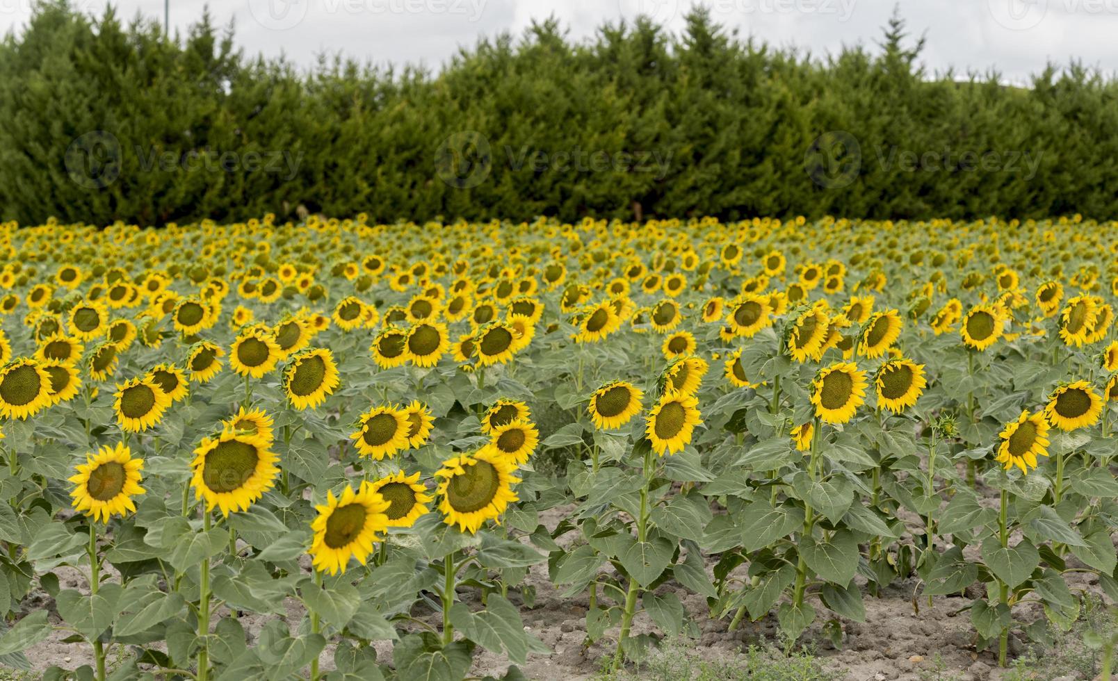 veld met zonnebloemen in de provincie Valladolid, Castilla y Leon, Spanje foto