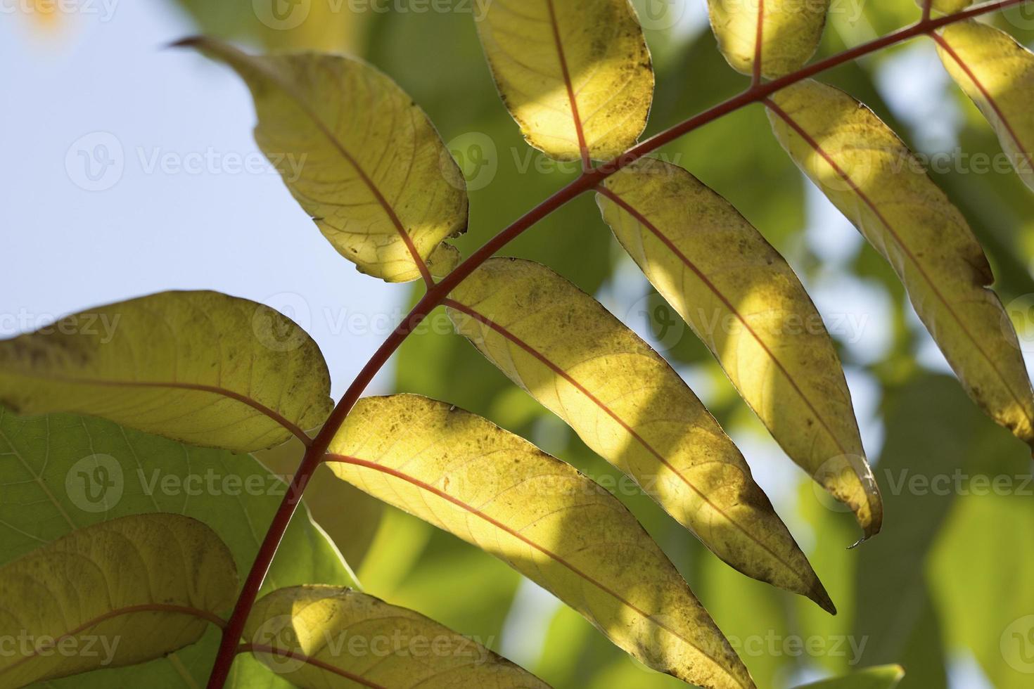 acacia bladeren in de winter, madrid spanje foto