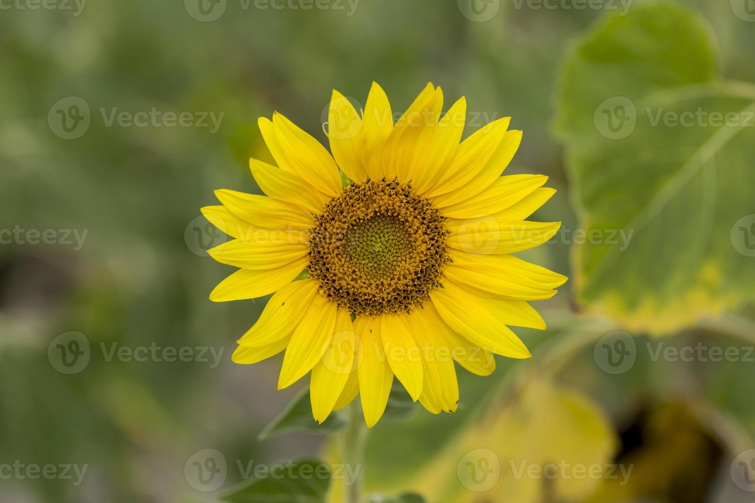 detail van zonnebloemen in de provincie Valladolid, Castilla y Leon, Spanjeon foto