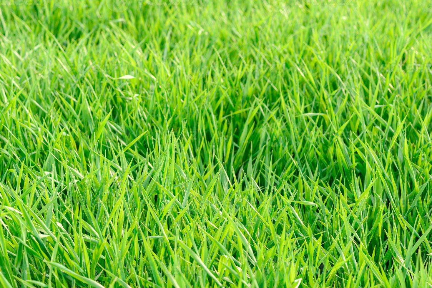 gebied van verse groene grastextuur als achtergrond foto