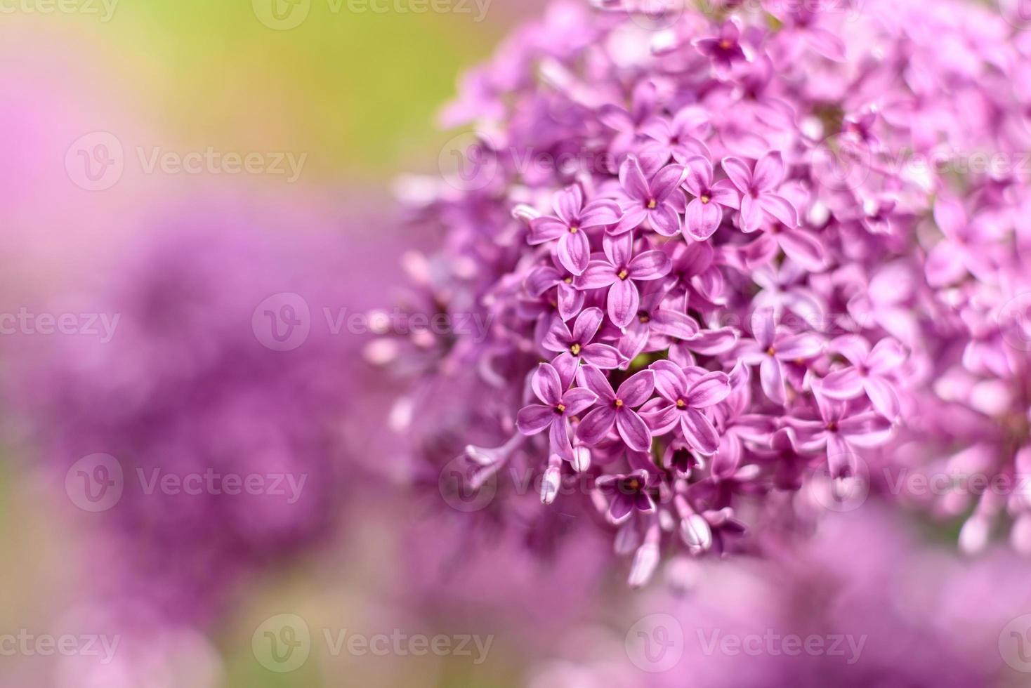 mooie struik van bloeiende sering in de tuin. zomer achtergrond foto
