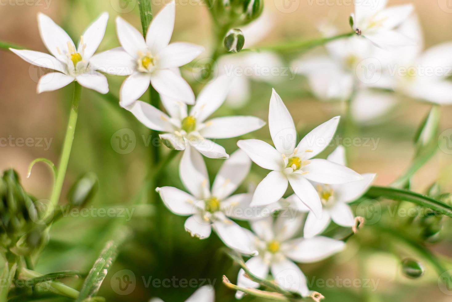 mooie witte bloemen tegen de achtergrond van groene planten. zomer achtergrond foto