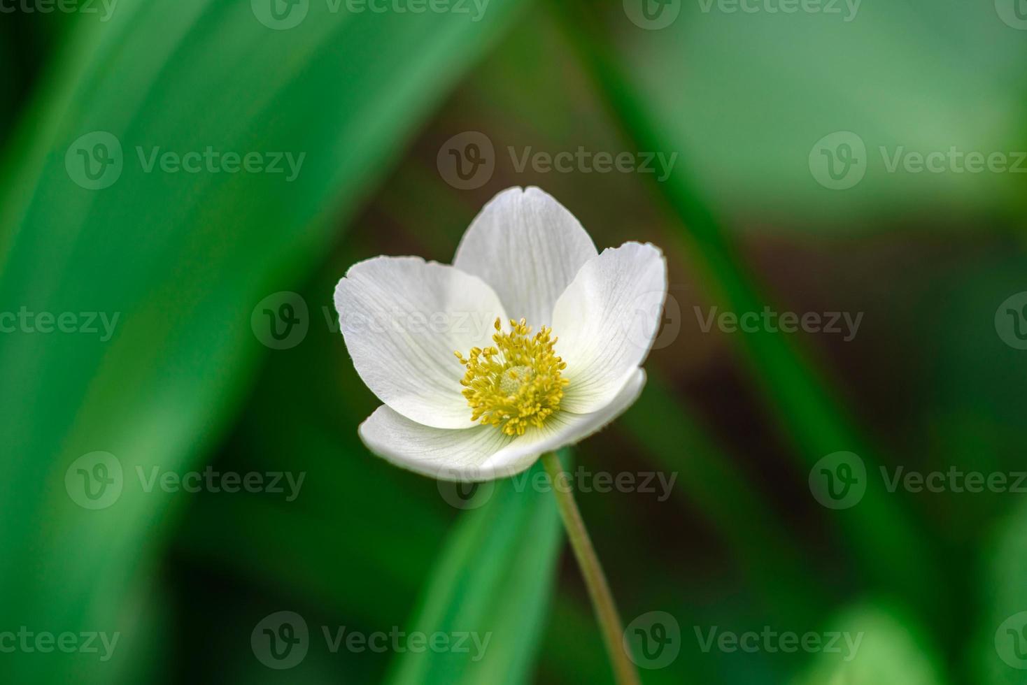 mooie witte bloemen tegen de achtergrond van groene planten. zomer achtergrond foto