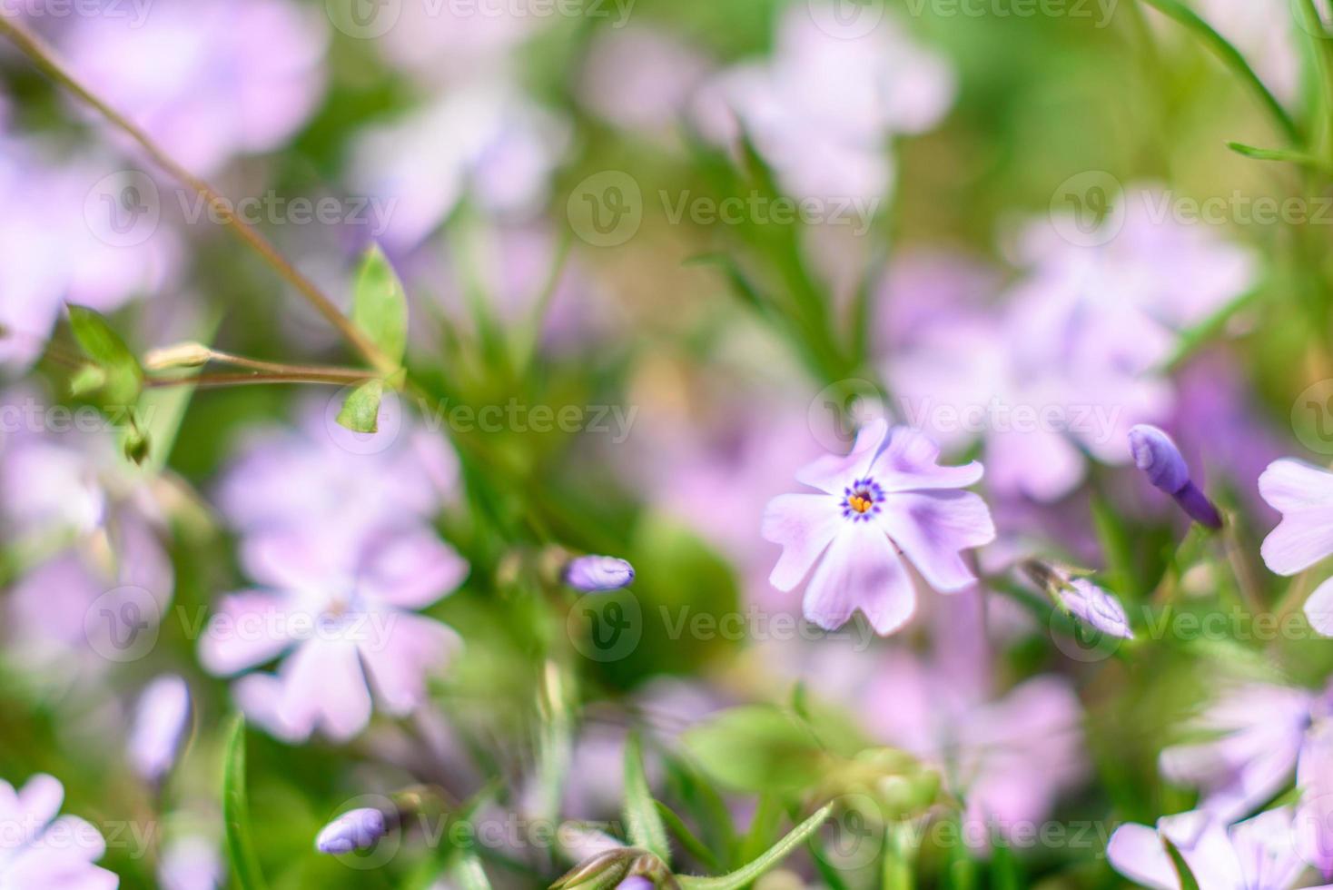 mooie roze bloemen tegen de achtergrond van groene planten. zomer achtergrond. zachte focus foto