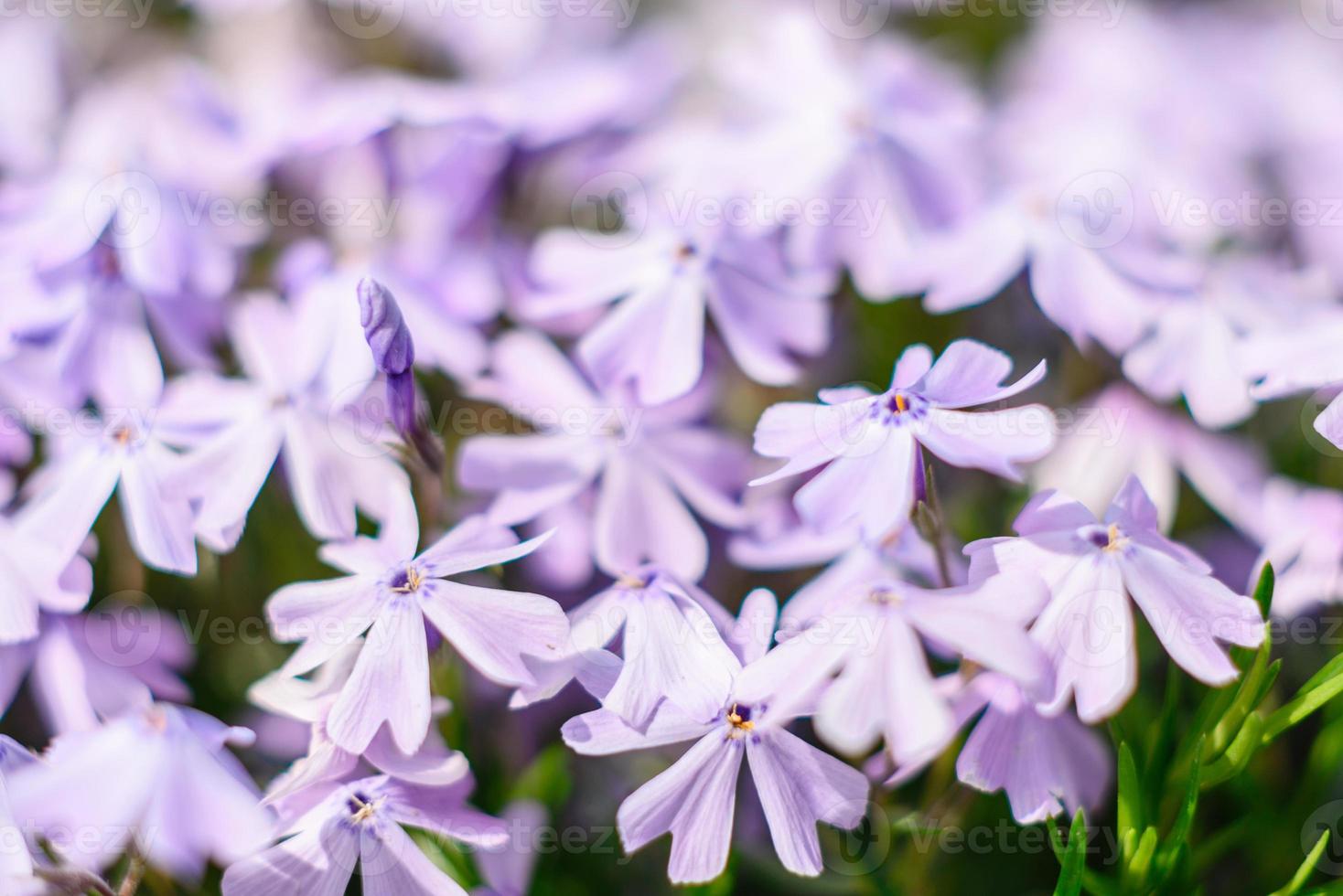 mooie roze bloemen tegen de achtergrond van groene planten. zomer achtergrond. zachte focus foto