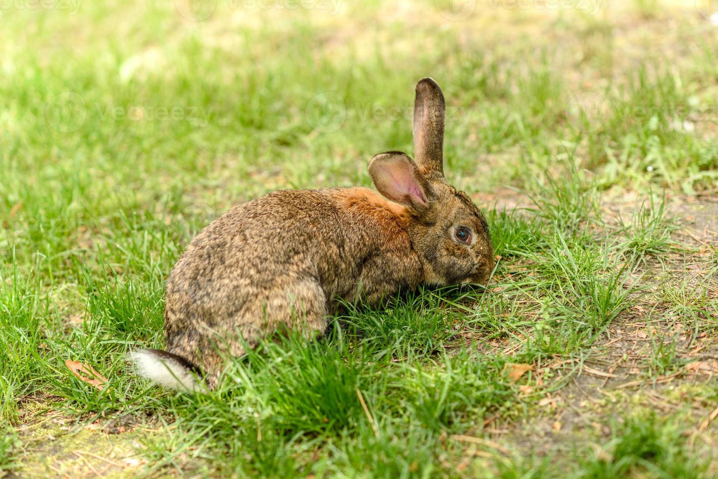 kleine grijze haas op groen sappig gras in een weide foto