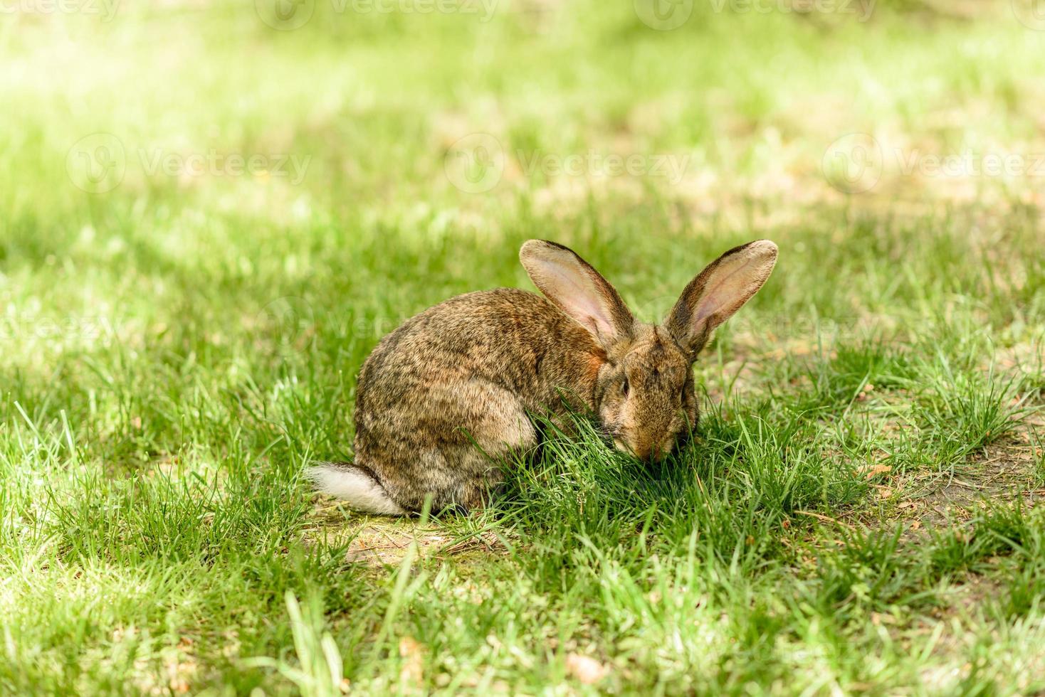 kleine grijze haas op groen sappig gras in een weide foto