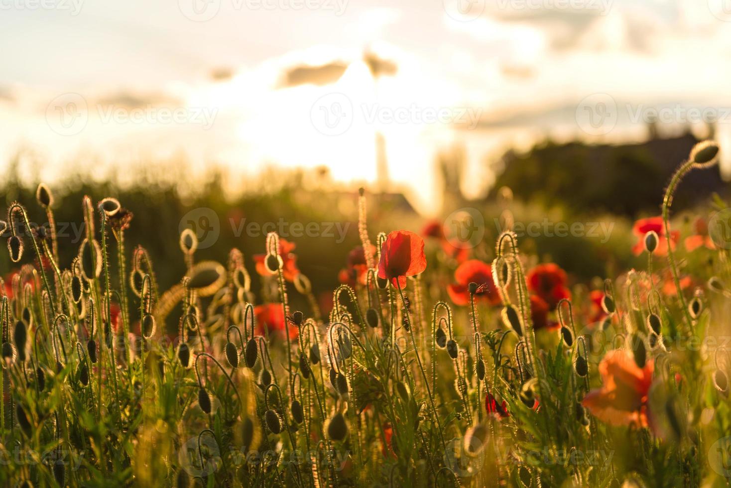 mooie rode klaprozen in defocus op een prachtig zomers groen veld foto