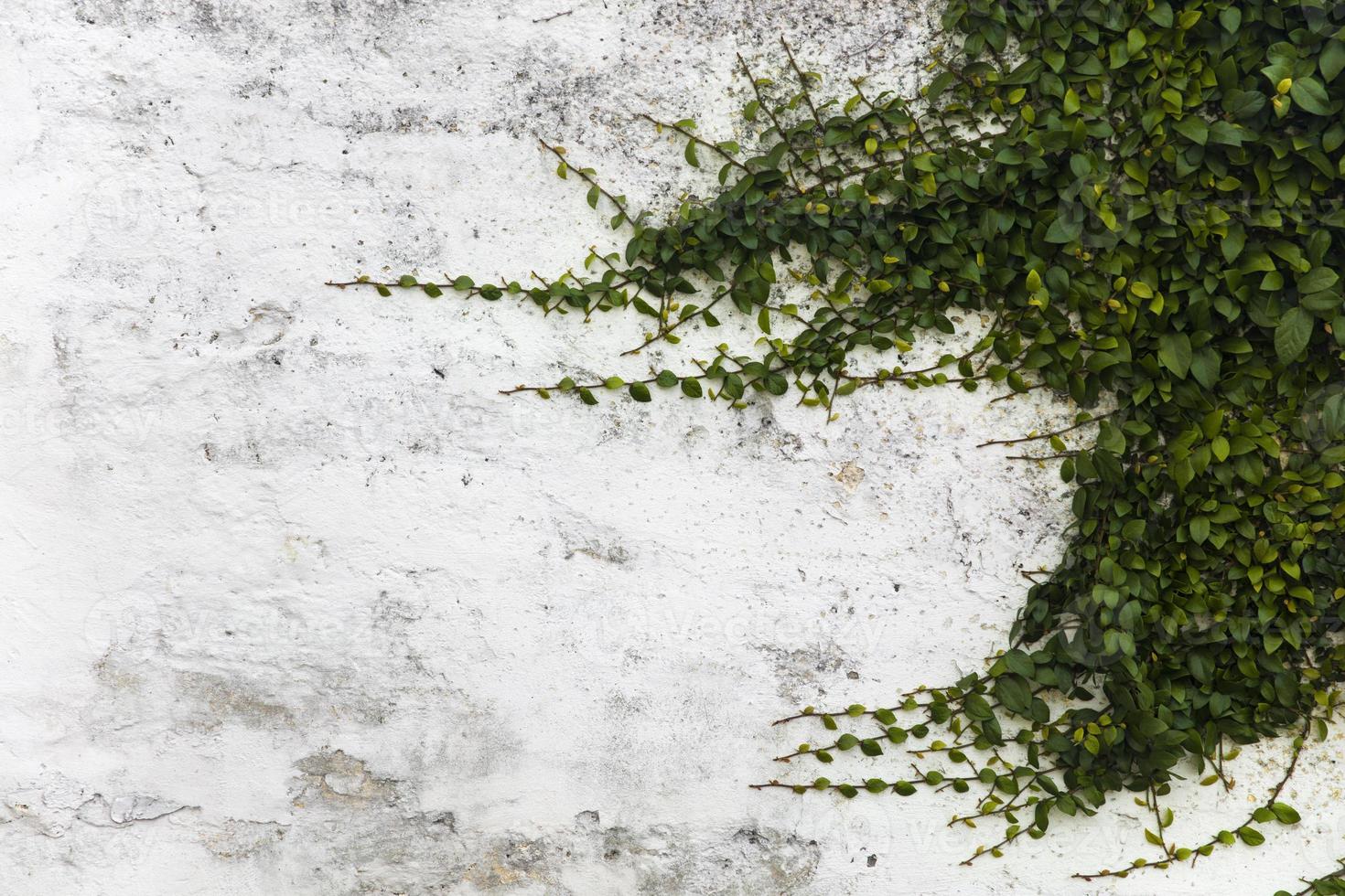 lange takken van een plant op een witte muur met copyspace foto