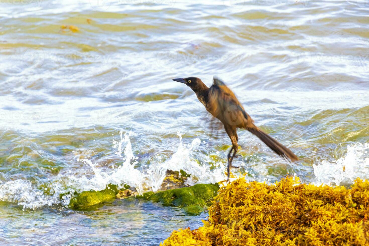 grote staart gracieus vogel vogelstand aan het eten sargazo Aan strand Mexico. foto