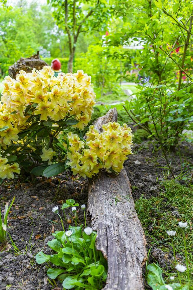 oranje geel roze rododendron bloemen bloeien en toenemen in duitsland. foto