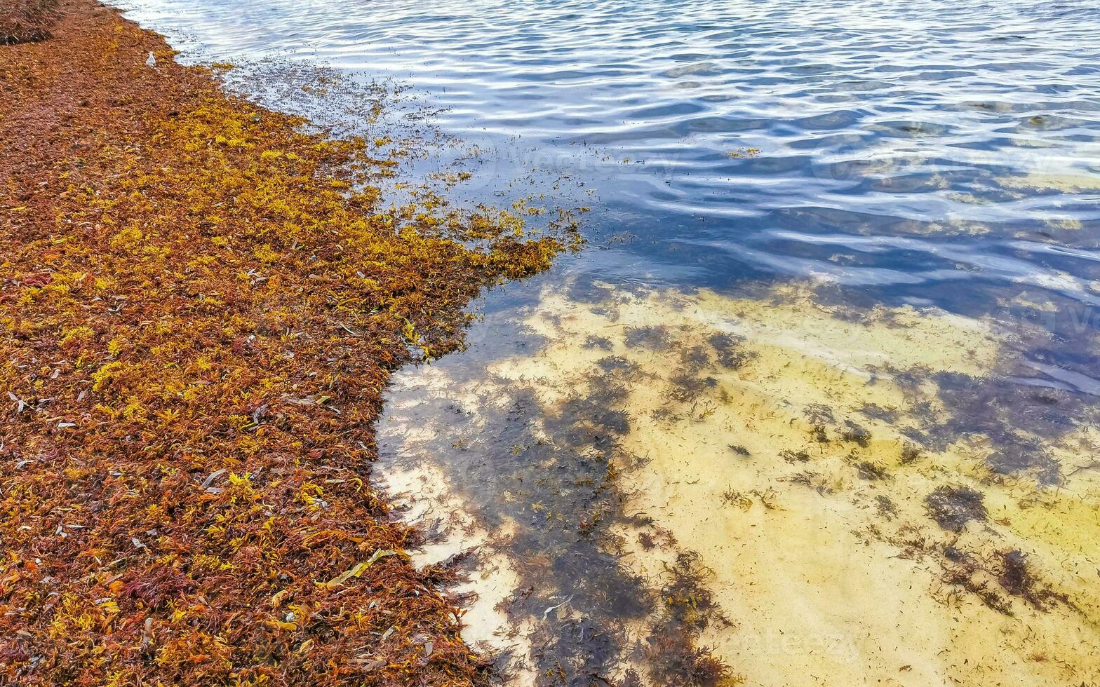 mooi caraïben strand totaal vies vuil naar zeewier probleem Mexico. foto