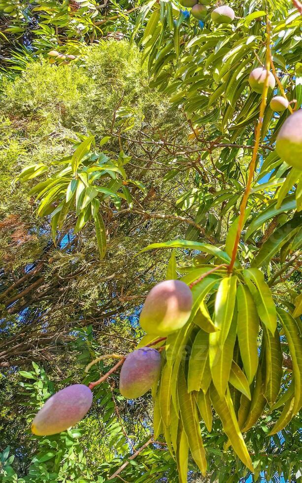 groen en geel mango's rijpen en hangen Aan mango boom. foto