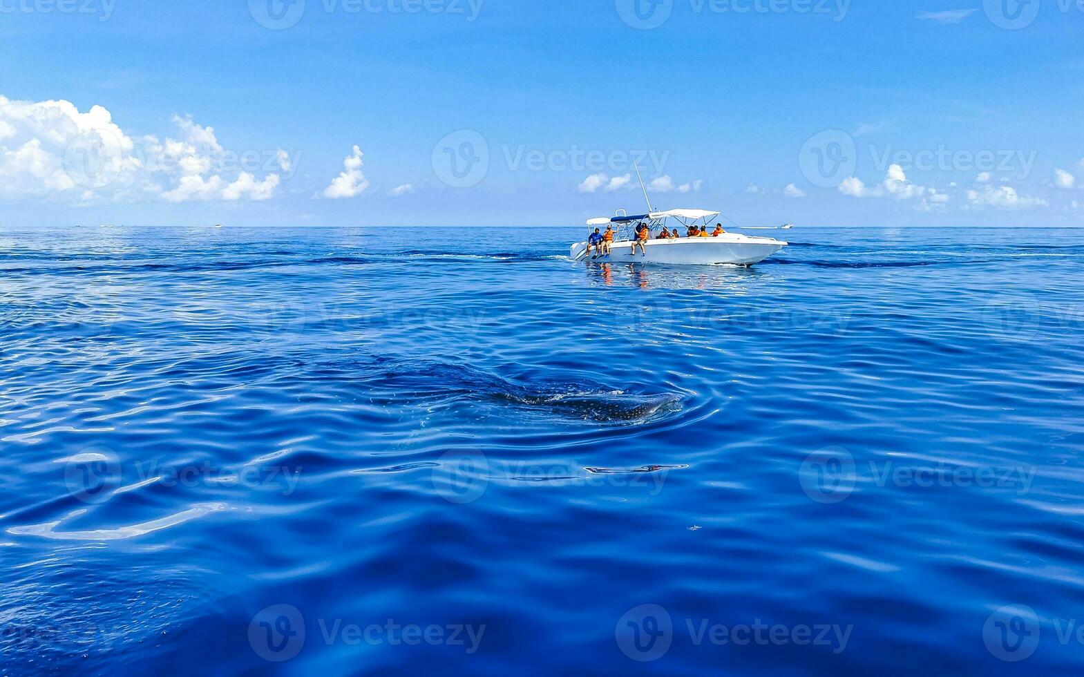 reusachtig walvis haai zwemt Aan de water oppervlakte Cancun Mexico. foto