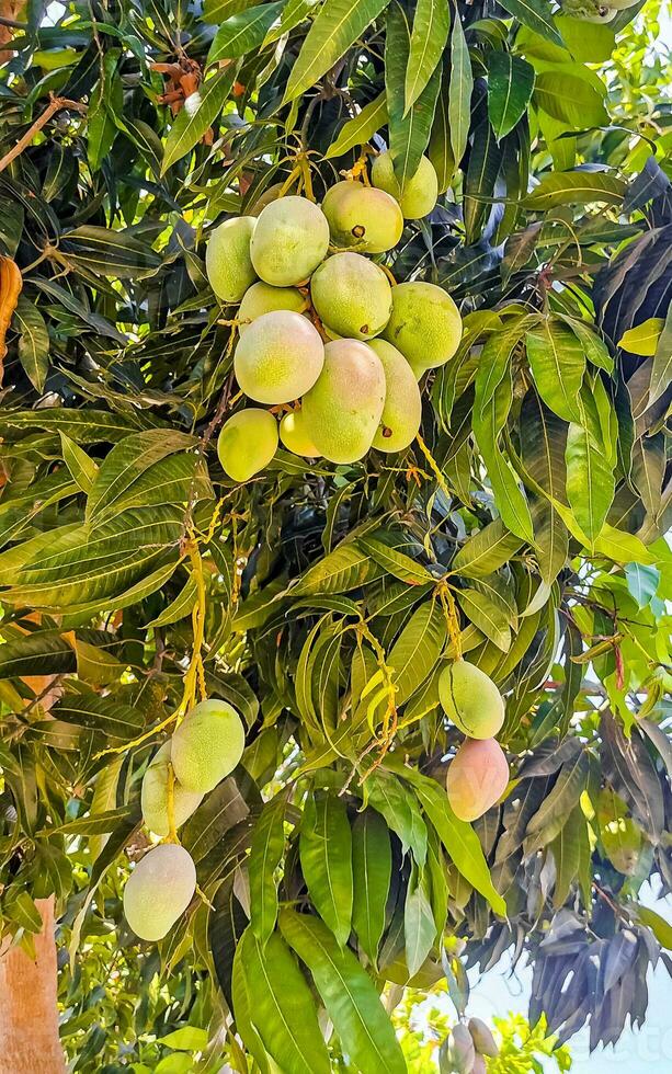 groen en geel mango's rijpen en hangen Aan mango boom. foto