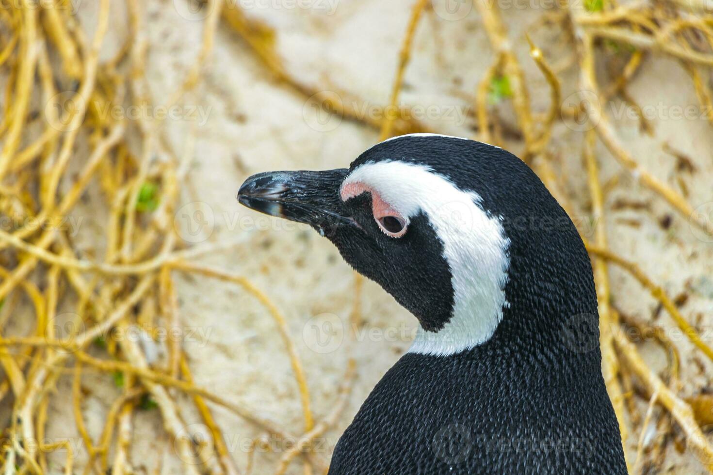 zuiden Afrikaanse pinguïns kolonie van bril pinguïns pinguïn kaap dorp. foto