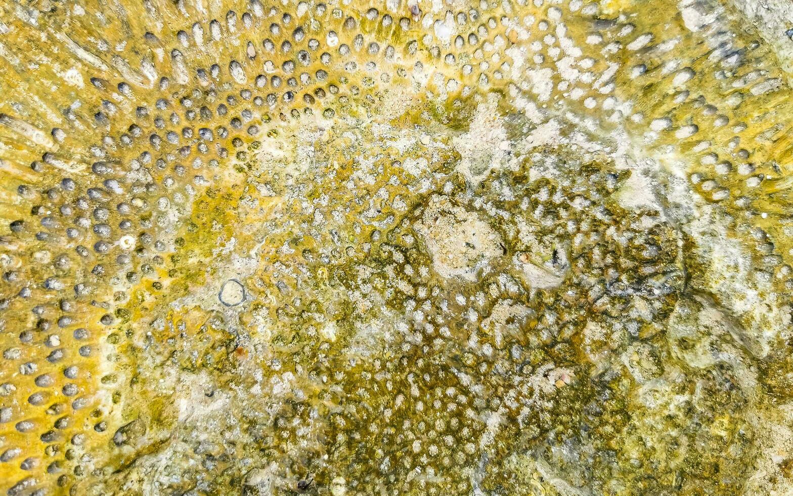 stenen rotsen koralen turkoois groen blauw water Aan strand Mexico. foto