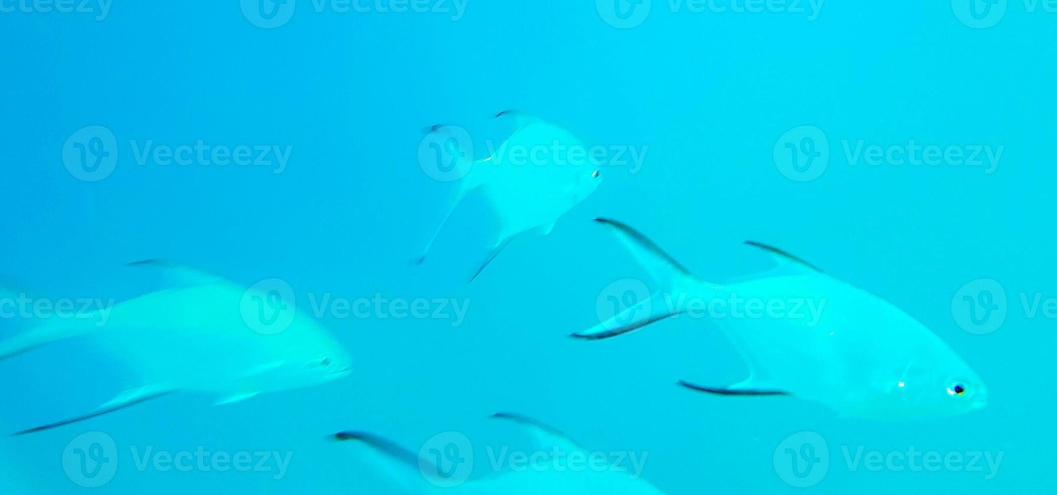 snorkelen onderwater- keer bekeken vis koralen turkoois water rasdhoo eiland Maldiven. foto