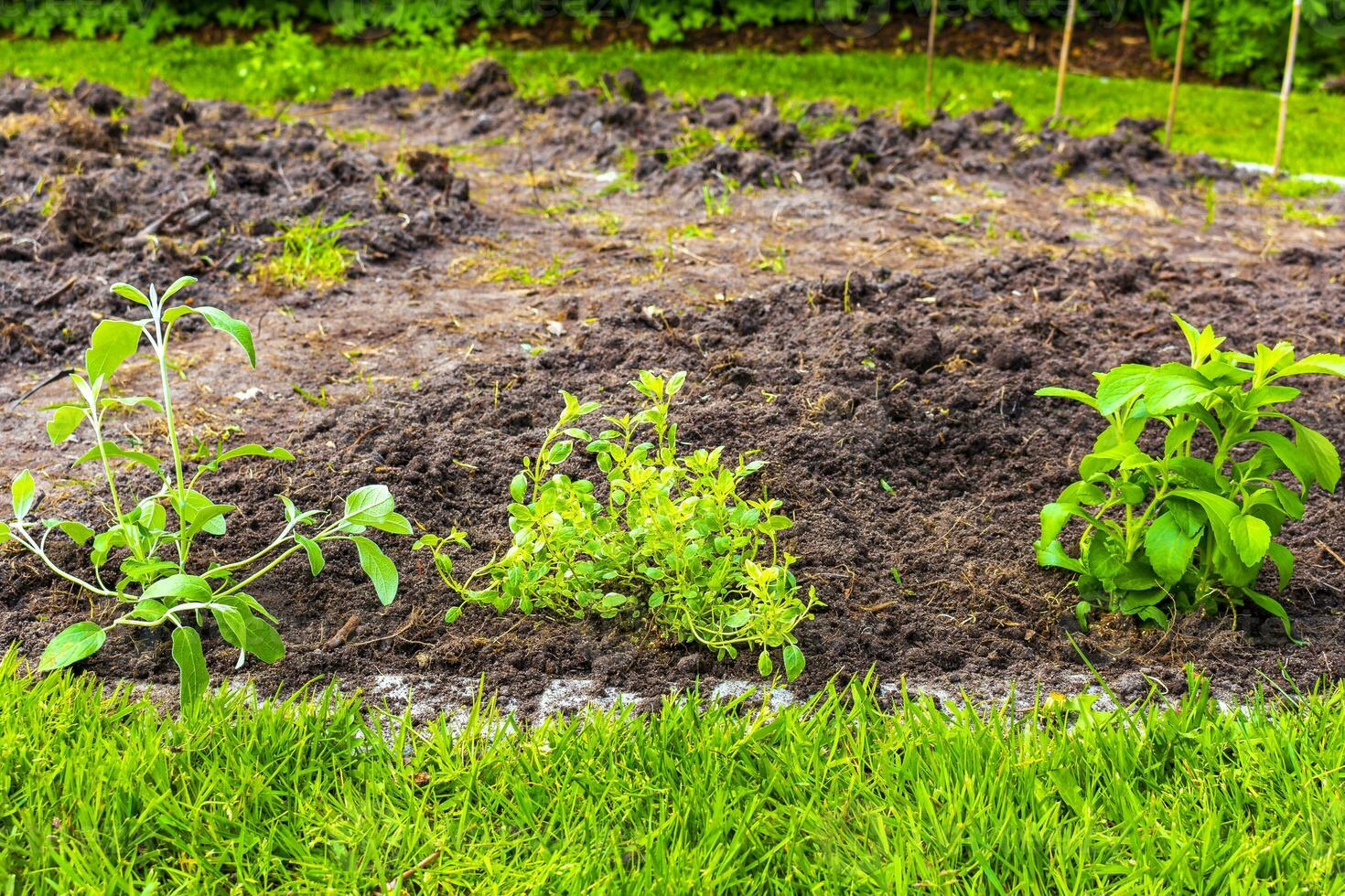 tuin met ronde bedden bodem jong spruiten planten in duitsland. foto