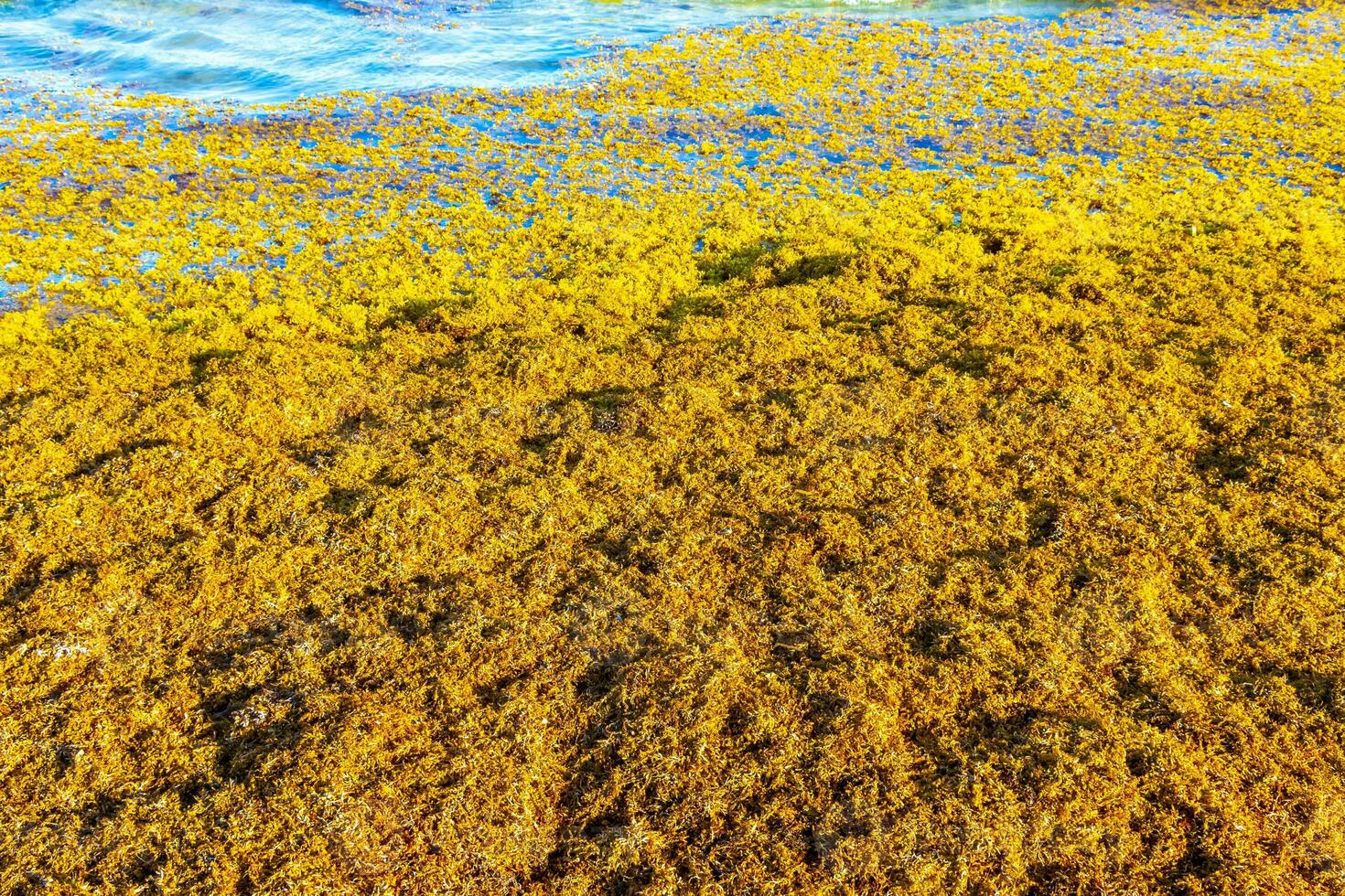 mooi caraïben strand totaal vies vuil naar zeewier probleem Mexico. foto