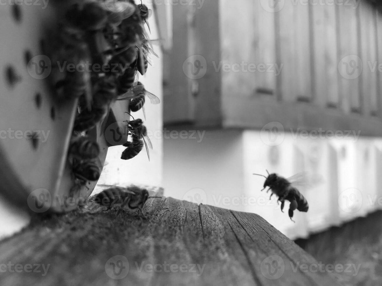 gevleugelde bij vliegt langzaam naar bijenkorf en verzamelt nectar voor honing foto