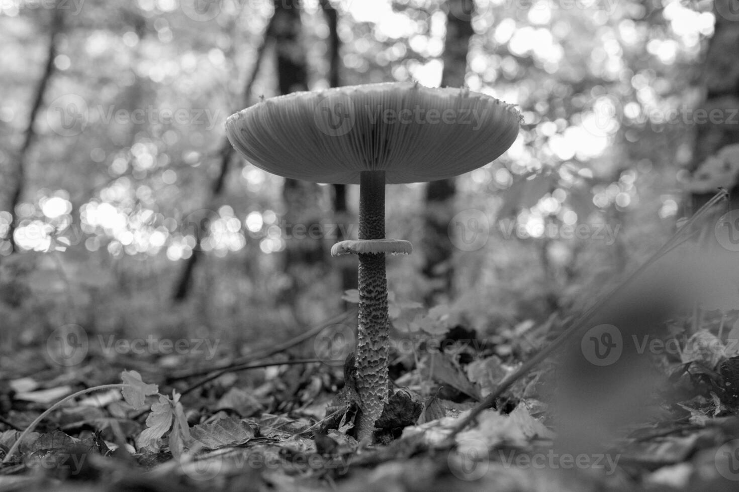 fotografie naar thema mooie paddenstoel amanita muscaria in bos foto